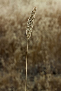 camp, blat, primer pla, creixement, planta, centrar-se en primer pla, naturalesa, cap gent, dia, bellesa a la natura, cattail, marró, a l'aire lliure, cultiu, tranquil·litat, terra, agricultura, planta de cereals, tija de la planta, llavor, herba, 4K, CC0, domini públic, lliure de regalies