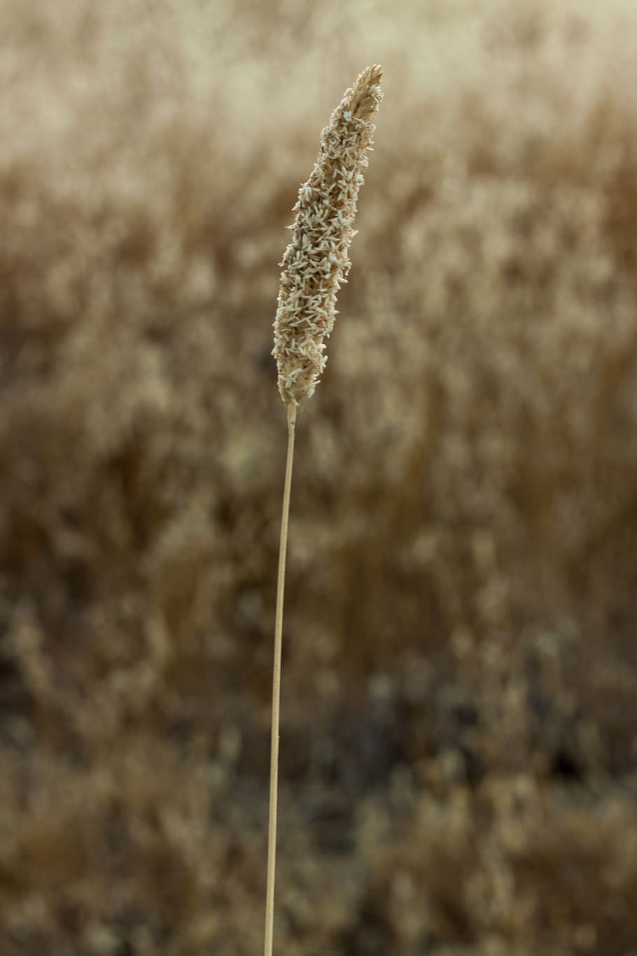 camp, blat, primer pla, creixement, planta, centrar-se en primer pla, naturalesa, cap gent, dia, bellesa a la natura, cattail, marró, a l'aire lliure, cultiu, tranquil·litat, terra, agricultura, planta de cereals, tija de la planta, llavor, herba, 4K
