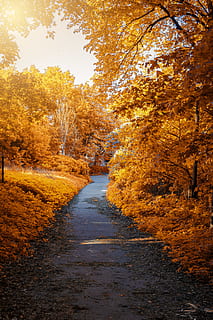 photo, path in-between woods, autumn, fall foliage, maple trees, path, scenic, trees, woods, tree, change, plant, the way forward, direction, orange color, growth, nature, no people, footpath, tranquility, scenics - nature, beauty in nature, day, tranquil scene, land, forest, non-urban scene, outdoors, diminishing perspective, fall, autumn collection, 5K, CC0, public domain, royalty free