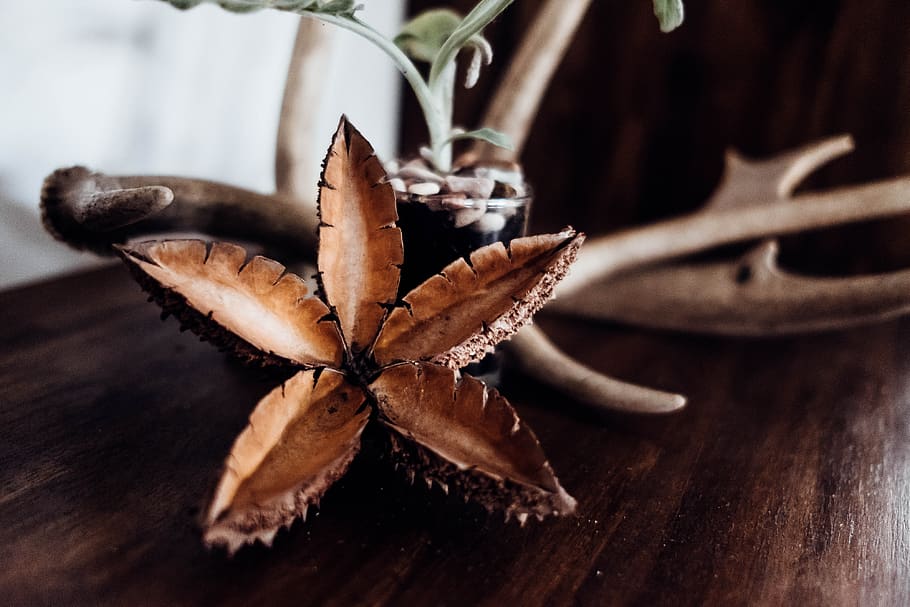 Australien, Nahansicht, Holz - Material, braun, keine Leute, Tabelle, Blatt, Pflanzenteil, Lebensmittel, Essen und Trinken, würzen, Natur, Sternform, Pflanze, drinnen, Frische, trocken, Blume, Sternanis, High Angle View, 4K