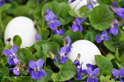 violets, eggs, white, easter, spring, vernal, holiday, the tradition of, habit, custom, merry, purple, flower, flowering plant, plant, freshness, beauty in nature, growth, close-up, fragility, plant part, vulnerability, leaf, nature, no people, petal, day, flower head, focus on foreground, outdoors, green color, springtime, flowerbed, 5K, CC0, public domain, royalty free