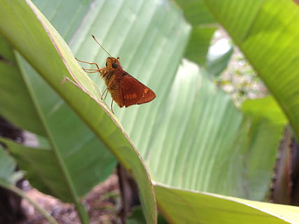 insectes, part de la planta, full, invertebrat, insecte, temes d'animals, un animal, fauna animal, animals a la natura, animal, planta, primer pla, color verd, naturalesa, dia, cap gent, creixement, centrar-se en primer pla, arbre, a l'aire lliure, bellesa a la natura, fulles, 2K, CC0, domini públic, lliure de regalies