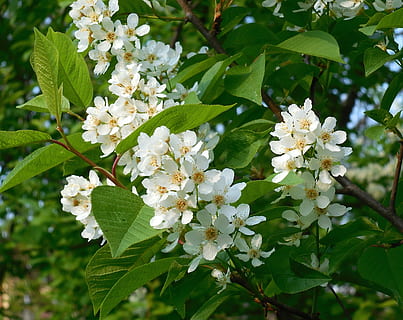 Ciliegia, prunus, fiori, cespuglio, bianchi, giardino, fiore, pianta fiorita, fragilità, vulnerabilità, crescita, pianta, bellezza nella natura, freschezza, parte vegetale, foglia, petalo, Colore bianco, avvicinamento, testa di fiore, natura, concentrarsi sulle conoscenze acquisite, infiorescenza, giorno, colore verde, nessuno, all'aperto, primavera, polline, un mazzo di fiori, 2K, CC0, dominio pubblico, privo di copyright