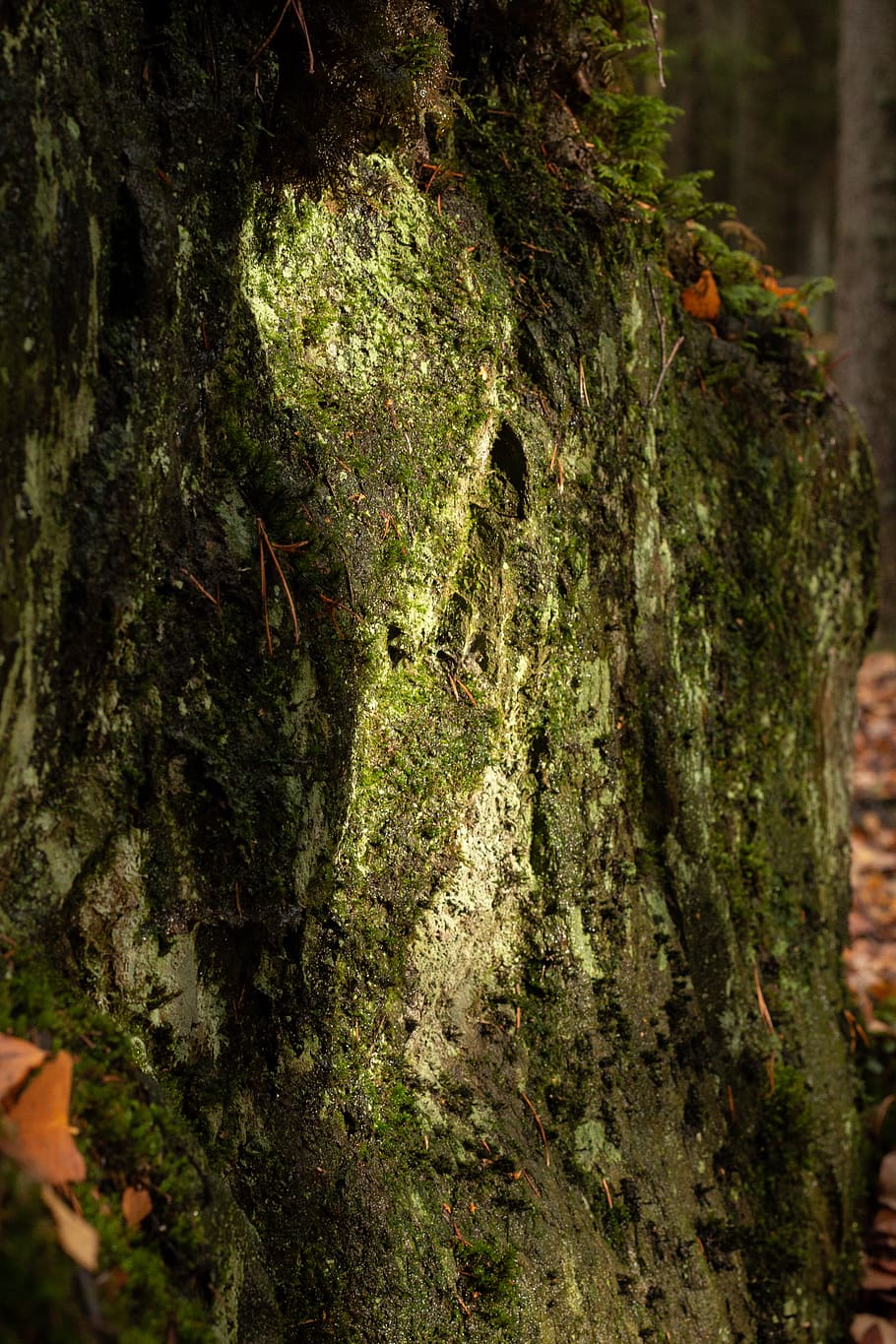 albero, pianta, tronco d'albero, muschio, natura, fores, vecchio, modello, struttura, verde, tronco, edera, sequoia, alghe, costruzione, radice, ringhiera, corrimano, terra, all'aperto, temi animali, animale, animali allo stato selvatico, giorno, fauna selvatica, nessuno, avvicinamento, un animale, colore verde, crescita, concentrarsi sulle conoscenze acquisite, uccello, 4K