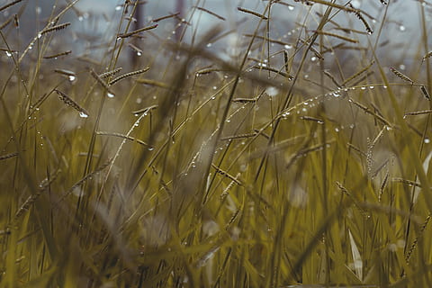 grünes Gras, Müsli, Nahansicht, Mais, Tautropfen, Bauernhof, Ackerland, Feld, frisch, Gold, Gras, Wachstum, Hayfield, Landschaft, Natur, Weide, Regentropfen, Saat, Stroh, Sommer-, Sonne, nass, Weizen, Weizenfeld, Pflanze, Land, Schönheit in der Natur, keine Leute, Ruhe, Tag, selektiver Fokus, Landwirtschaft, Ernte, Fokus auf den Vordergrund, Vollbild, draußen, Getreidepflanze, Stiel, 5K, CC0, gemeinfrei, lizenzfrei