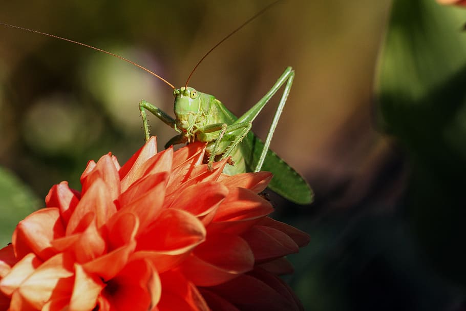 verd, Llagosta, vermell, flor, durant el dia, primer pla, insecte, macro, naturalesa, temes d'animals, animal, invertebrat, planta, fauna animal, animals a la natura, planta amb flors, un animal, fragilitat, vulnerabilitat, bellesa a la natura, creixement, pètal, centrar-se en primer pla, frescor, color verd, cap gent, cap de flor, polinització, 4K