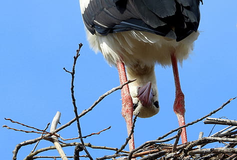 stork, bird, socket, spring, april fools, plumage, wing, beak, nature, ku-ku, animal, one animal, animal themes, vertebrate, animals in the wild, animal wildlife, low angle view, sky, perching, tree, branch, no people, clear sky, day, plant, blue, sunlight, outdoors, 2K, CC0, public domain, royalty free
