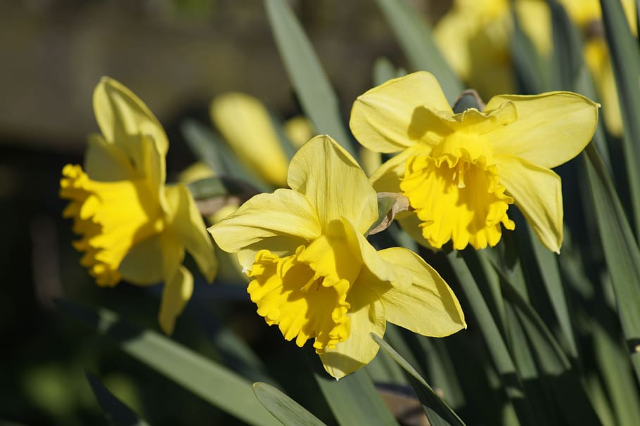 giunchiglie, primavera, giallo, fiorire, fioritura, osterglocken, presagio di primavera, fiori di primavera, Narciso, frühlingsanfang, fiore primaverile, fiori, giardino, Pasqua, natura, pianta, flora, pianta fiorita, fiore, vulnerabilità, fragilità, bellezza nella natura, petalo, freschezza, avvicinamento, testa di fiore, crescita, infiorescenza, concentrarsi sulle conoscenze acquisite, giorno, nessuno, messa a fuoco selettiva, all'aperto, iris - pianta, 5K