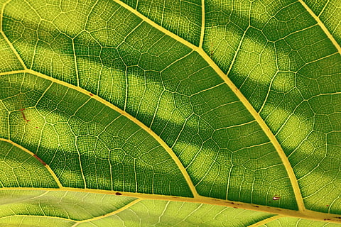 groene voorsprong, groene kleur, blad, deel van de plant, volledig kader, achtergronden, detailopname, fabriek, groei, geen mensen, bladader, schoonheid in de natuur, natuurlijk patroon, getextureerde, patroon, natuur, macro, dag, kwetsbaarheid, plantkunde, buitenshuis, 4K, CC0, publiek domein, royaltyvrij