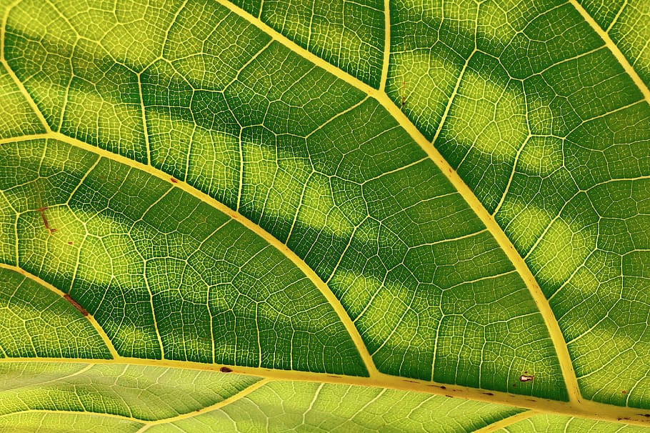 grünes Blei, grüne Farbe, Blatt, Pflanzenteil, Vollbild, Hintergründe, Nahansicht, Pflanze, Wachstum, keine Leute, Blattvene, Schönheit in der Natur, natürliches Muster, texturiert, Muster, Natur, Makro, Tag, Verletzlichkeit, Botanik, draußen, 4K