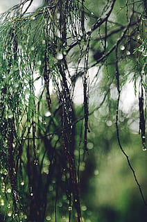copac, copaci, umiditate, rouă, picături, ploaie, umed, verde, bokeh, ramuri, frunze, plin de vise, India, Kodaikanal, plantă, creştere, ramură, nici o persoana, să se concentreze asupra primelor elemente, zi, natură, Culoarea verde, frumusețe în natură, liniște, pădure, teren, a închide, în aer liber, selectiv, cădere brusca, vedere unghiulară joasă, 4K, CC0, domeniu public, fără drepturi de autor