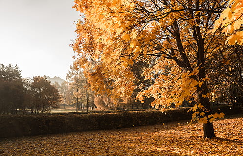árbol de arce, tiempo de día, Moscú, parque de otoño, Rusia, naturaleza, vegetación, árbol, planta, al aire libre, tierra, bosque, flora, roble, abedul, paisaje, flor de cerezo, flor, arboleda, camino de tierra, otoño, cambio, color naranja, belleza en la naturaleza, parte de la planta, hoja, día, nadie, tranquilidad, crecimiento, parque, luz del sol, paisajes - naturaleza, que cae, arquitectura, colección de otoño, 5K, CC0, dominio público, libre de derechos