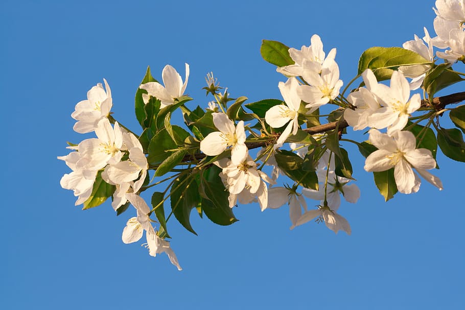 Baum, , Frühling, Blühen, natürlich, Tag, Blume, Blumen, saisonal, hell, Gartenarbeit, Jahreszeit, Flora, Solar-, Garten, April, Blau, Wachstum, Pflanze, Schönheit, draußen, Himmel, Hintergrund, frisch, Ast, Natur, erblühen, Frische, blühende Pflanze, Schönheit in der Natur, Zerbrechlichkeit, Nahansicht, klarer Himmel, weiße Farbe, Blütenblatt, keine Leute, Verletzlichkeit, Blütenkopf, 720P