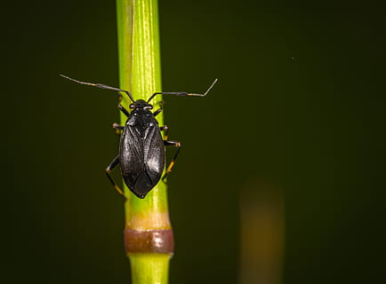 macro, insecte, error, fauna animal, animals a la natura, temes d'animals, un animal, animal, invertebrat, primer pla, centrar-se en primer pla, cap gent, antena animal, part del cos dels animals, color verd, dia, zoologia, naturalesa, a l'aire lliure, color negre, 5K, CC0, domini públic, lliure de regalies