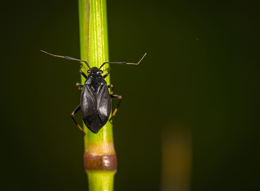 macro, insecte, error, fauna animal, animals a la natura, temes d'animals, un animal, animal, invertebrat, primer pla, centrar-se en primer pla, cap gent, antena animal, part del cos dels animals, color verd, dia, zoologia, naturalesa, a l'aire lliure, color negre, 5K