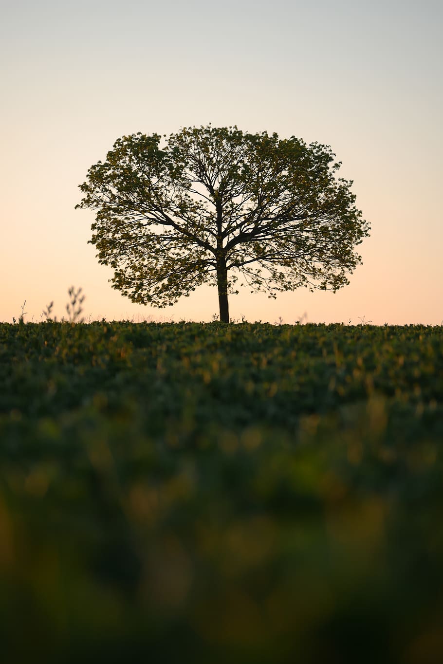 arbre, sortida del sol, cultivable, camp, arbre vell, planta, cel, posta de sol, bellesa a la natura, naturalesa, creixement, terra, tranquil·litat, escenics - natura, escena tranquil·la, cel clar, medi ambient, paisatge, a l'aire lliure, silueta, color taronja, enfocament selectiu, escena no urbana, 4K
