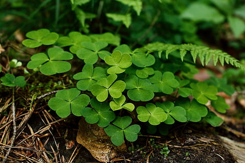 verde, pianta, vicino, fotografia, trifoglio, ambiente, flora, foresta, giardino, terra, crescita, natura, fotografia naturalistica, sole, colore verde, parte vegetale, foglia, avvicinamento, concentrarsi sulle conoscenze acquisite, vista dall'alto, giorno, campo, bellezza nella natura, nessuno, all'aperto, freschezza, messa a fuoco selettiva, la tranquillità, vulnerabilità, le foglie, 5K, CC0, dominio pubblico, privo di copyright