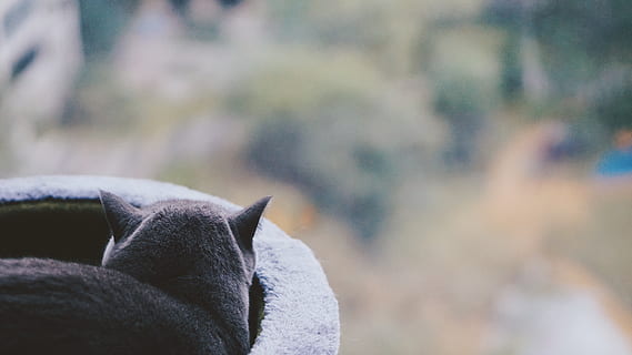 black cat, animal, mammal, wildlife, pet, cat, clothing, apparel, sleeve, grey, fox, kit fox, canine, lemur, koala, zebra, handrail, banister, flower, geranium, blossom, focus on foreground, close-up, no people, day, one animal, selective focus, nature, pets, outdoors, domestic, domestic animals, cold temperature, winter, vertebrate, plant, animal body part, softness, 5K, CC0, public domain, royalty free