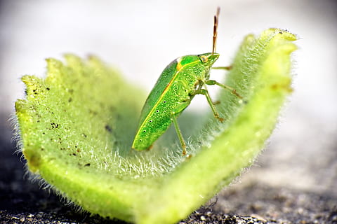 bicho verde, insecto, artrópodo, devorador de hojas, camuflaje, color verde, temas de animales, un animal, animal, fauna animal, de cerca, invertebrado, animales en la naturaleza, enfoque selectivo, naturaleza, nadie, día, al aire libre, parte del cuerpo del animal, parte de la planta, saltamontes, hoja, centrarse en primer plano, primer plano extremo, 5K, CC0, dominio público, libre de derechos