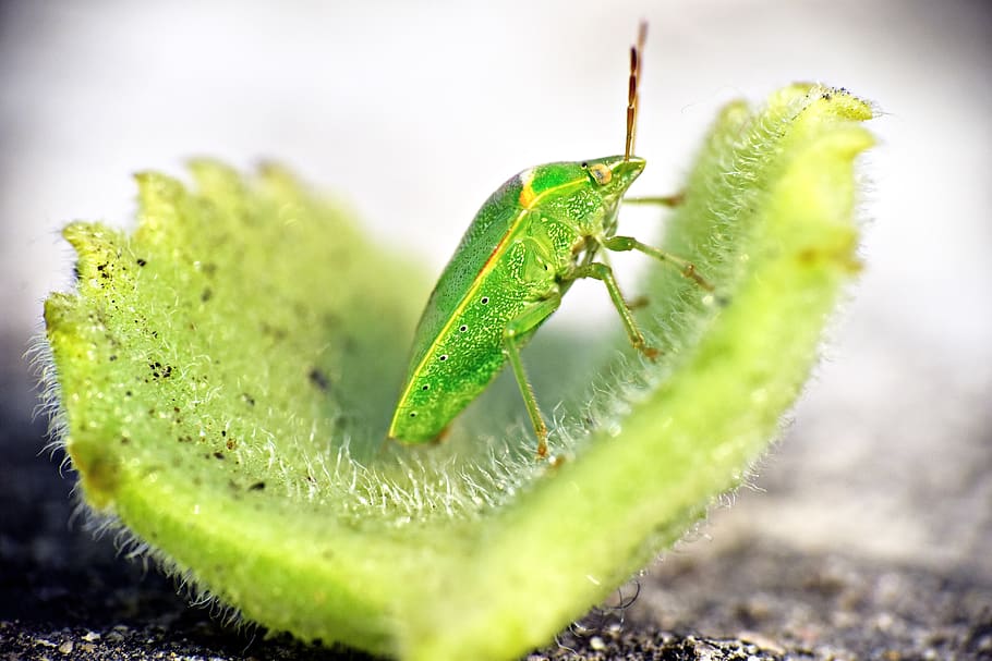 error verd, insecte, artròpode, menjar de fulla, camuflatge, color verd, temes d'animals, un animal, animal, fauna animal, primer pla, invertebrat, animals a la natura, enfocament selectiu, naturalesa, cap gent, dia, a l'aire lliure, part del cos dels animals, part de la planta, Llagosta, full, centrar-se en primer pla, primer pla extrem, 5K