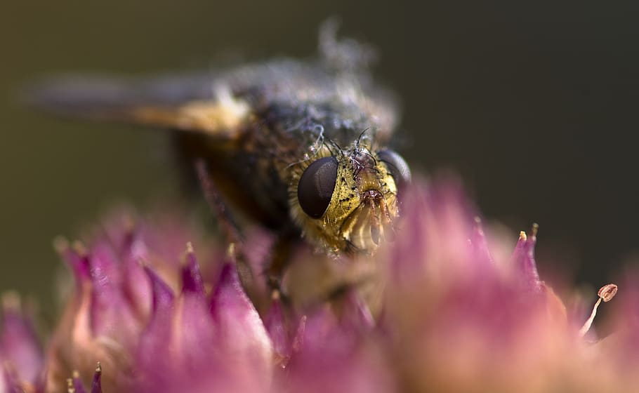 hoverfly, volar, insecte, naturalesa, macro, flor, stonecrop, fauna animal, temes d'animals, animal, un animal, planta amb flors, primer pla, animals a la natura, invertebrat, enfocament selectiu, planta, aràcnids, porpra, bellesa a la natura, aranya, pètal, part del cos humà, polinització, cap de flor, ull d’animals, 2K