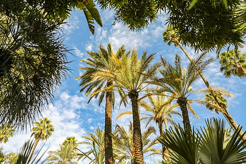 arbres i cel, arbre, Palmera, planta, estiu, marroquí, arecaceae, marrakech, rue yves st laurent, jardí, llum solar, vegetació, flamarada, llum, palmeres, arbres, jardins, tropical, animal, ocell, full, creixement, clima tropical, vista d’angle baix, cel, bellesa a la natura, dia, naturalesa, cap gent, núvol - cel, tranquil·litat, tronc de l'arbre, a l'aire lliure, tronc, palmera datilera, color verd, fulla de palma, arbre tropical, palmera de coco, 5K, CC0, domini públic, lliure de regalies