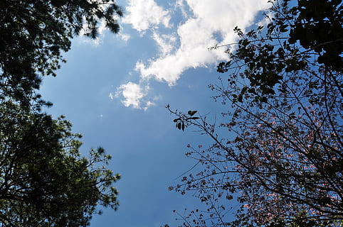 Dalat, fiore, cielo, nube, albero, pianta, Inquadratura dal basso, crescita, nuvola - cielo, bellezza nella natura, natura, la tranquillità, ramo, nessuno, giorno, all'aperto, scenics - natura, scena tranquilla, luce del sole, silhouette, scena non urbana, idilliaco, direttamente sotto, baldacchino di albero, fiore di ciliegio, 1080P, CC0, dominio pubblico, privo di copyright