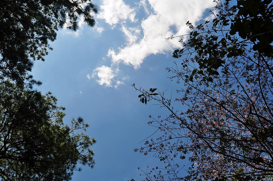 Dalat, fiore, cielo, nube, albero, pianta, Inquadratura dal basso, crescita, nuvola - cielo, bellezza nella natura, natura, la tranquillità, ramo, nessuno, giorno, all'aperto, scenics - natura, scena tranquilla, luce del sole, silhouette, scena non urbana, idilliaco, direttamente sotto, baldacchino di albero, fiore di ciliegio, 1080P