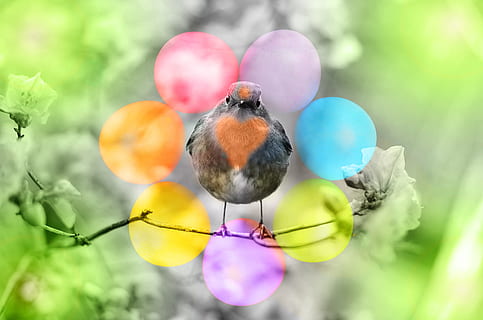 ocell, copes vermelles, Pasqua, cor, ou, ous de Pasqua, osterkarte, salutació de pasqua, primavera, amor, bonic, amable, animal, temes d'animals, fauna animal, vertebrats, cap gent, animals a la natura, planta, enfocament selectiu, un animal, posat, naturalesa, centrar-se en primer pla, dia, multicolor, primer pla, a l'aire lliure, branca, bellesa a la natura, longitud completa, 5K, CC0, domini públic, lliure de regalies
