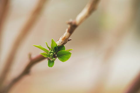 primavera, florir, brollar, arbre, full, fulles, macro, verd, branca, planta, primer pla, part de la planta, creixement, centrar-se en primer pla, naturalesa, color verd, enfocament selectiu, dia, bellesa a la natura, cap gent, tija de la planta, a l'aire lliure, fragilitat, fauna animal, invertebrat, vulnerabilitat, animal, animals a la natura, petit, 5K, CC0, domini públic, lliure de regalies