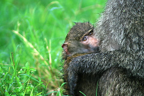 macaco, animais selvagens, animais em estado selvagem, um animal, mamífero, plantar, grama, natureza, ninguém, vertebrado, primata, cor verde, dia, ao ar livre, fechar-se, animal jovem, pêlo de animal, 4K, CC0, domínio público, royalty free