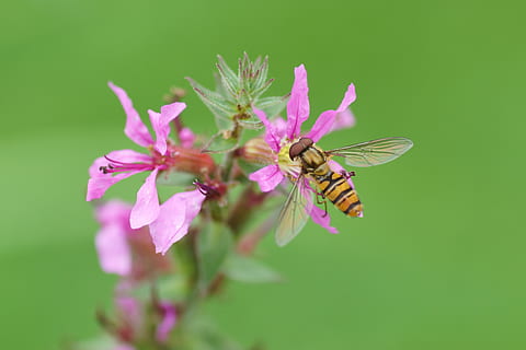 blomsterfluer, insekt, dyreliv, blomst, blomstrende plante, dyr, skjønnhet i naturen, virvelløse, anlegg, dyre temaer, skjørhet, sårbarhet, friskhet, petal, dyrfløyen, nærbilde, dyr i naturen, blomsterhodet, ett dyr, ingen folk, natur, pollinering, utendørs, lilla, sommerfugl - insekt, 5K, CC0, offentlig domene, opphavsrett gratis