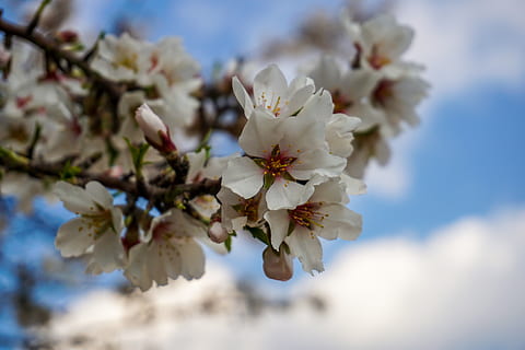 Blume, Frühling, blühende Pflanze, Pflanze, Frische, Zerbrechlichkeit, Schönheit in der Natur, Verletzlichkeit, blühen, Nahansicht, Wachstum, Ast, Baum, Obstbaum, Kirschblüte, Natur, Blütenblatt, Tag, Zweig, weiße Farbe, Blütenkopf, Pollen, keine Leute, draußen, Kirschbaum, Blumenstrauß, 5K, CC0, gemeinfrei, lizenzfrei