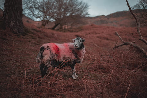 ram branco, ovelha, mamífero, animal, distrito do lago, Inglaterra, cumbria, natureza, Fazenda, campo, Cordeiro, laranja, caminhar, selvagem, montanha, Colina, Reino Unido, lagos, animais selvagens, cerceta, chão, um animal, temas animais, animais domésticos, pets, doméstico, vertebrado, terra, cão, ninguém, plantar, canino, árvore, dia, de pé, foco seletivo, panorama, ao ar livre, 5K, CC0, domínio público, royalty free