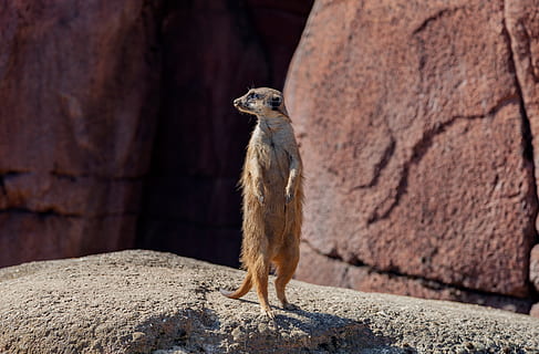 suricata, duendecito, mangosta, linda, animal, depredador, Dom, marrón, temas de animales, un animal, fauna animal, animales en la naturaleza, mamífero, roedor, vertebrado, rock, en pie, roca - objeto, sólido, nadie, centrarse en primer plano, naturaleza, mirando, día, mirando a otro lado, al aire libre, 5K, CC0, dominio público, libre de derechos