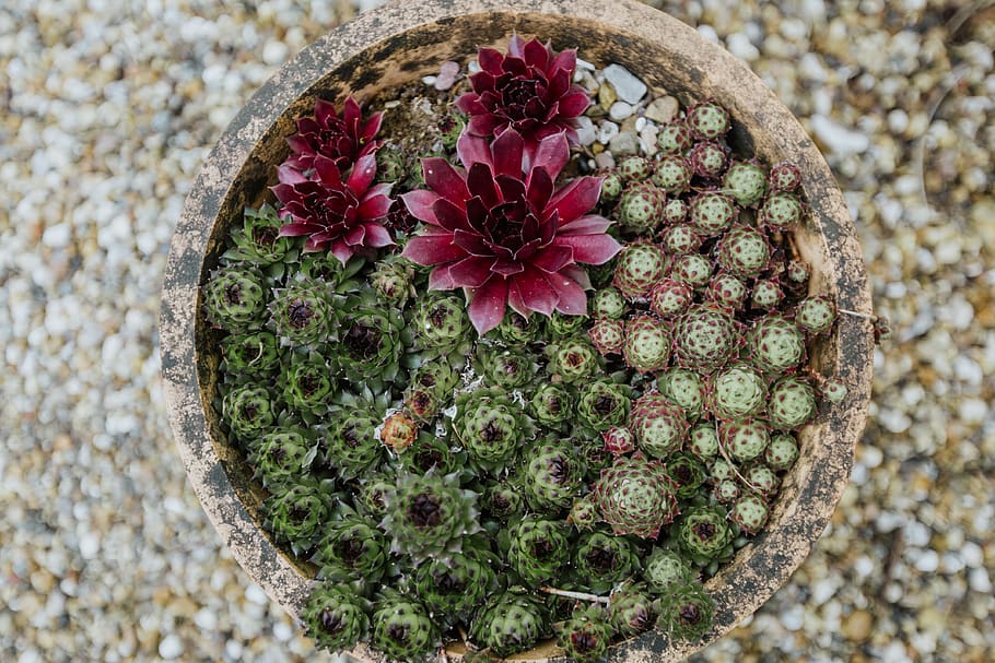 groene succulent, bloem, fabriek, bloeiende plant, groei, recht boven, vetplant, natuur, detailopname, solide, cactus, schoonheid in de natuur, versheid, dag, geen mensen, rots, plant in bloempot, bloemblad, doorn, focus op de voorgrond, buitenshuis, bloemhoofd, bloempot, 4K
