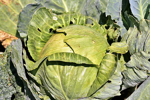 repollo blanco, kohl, repollo, vegetales, hierba, hojas, cultivo de vegetales, cultivo, vitaminas, cultivo de hierbas, comida, agricultura, jardín, verde, sano, Fresco, hoja, parte de la planta, color verde, de cerca, planta, naturaleza, crecimiento, día, nadie, frescura, belleza en la naturaleza, luz del sol, vista de alto ángulo, al aire libre, alimentación saludable, vena de la hoja, patrón natural, comida y bebida, centrarse en primer plano, 5K, CC0, dominio público, libre de derechos