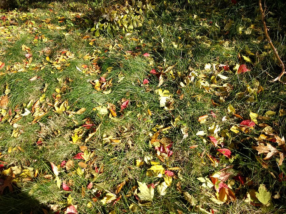 planta, full, sòl, arbre, pètal, flor, vegetació, herba, conífera, abies, avet, asteràcies, arbust, molsa, lli, roba, maple, aster, color verd, creixement, naturalesa, terra, cap gent, bellesa a la natura, camp, vista d’angle alt, dia, marc complet, tranquil·litat, frescor, fons, llum solar, part de la planta, a l'aire lliure, fulles, 4K