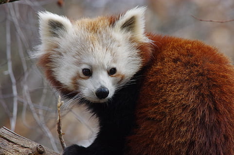panda, merah, liar, hewan, tema binatang, satu binatang, mamalia, satwa liar hewan, binatang di alam liar, Panda Merah, fokus pada latar depan, panda - binatang, potret, melihat kamera, hari, tidak ada orang, alam, bertulang belakang, merapatkan, pohon, di luar rumah, kumis, mencari, kepala hewan, 5K, CC0, domain publik, bebas royalti