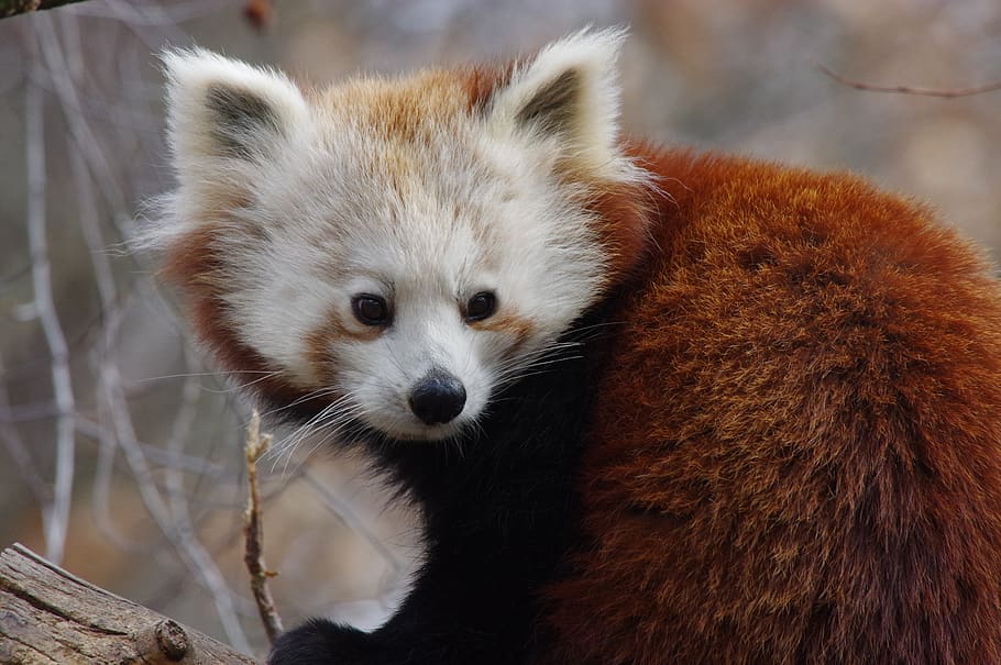urs panda, roșu, sălbatic, animal, animale tematice, un animal, mamifer, animale sălbatice, animale în sălbăticie, Panda rosu, să se concentreze asupra primelor elemente, panda - animal, portret, privind camera, zi, nici o persoana, natură, animale vertebrate, a închide, copac, în aer liber, mustăţi, in cautarea, cap de animal, 5K