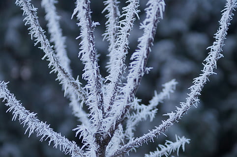 vinter, vinterlige, kold, vinter magi, eiskristalle, vinterindtryk, Frosset, landskab, frost, is, sne, natur, træ, snedækket, kold temperatur, tæt på, ingen mennesker, fokus på forgrunden, skønhed i naturen, hvid farve, plante, dag, selektiv fokusering, ro, fuld ramme, mønster, dækker, 4K, CC0, offentligt domæne, royaltyfrie