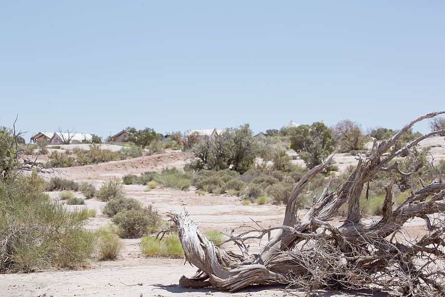 arbusto, camino, árbol, rama, moab, enebro, Desierto, arcos, Roca roja, cielo, cielo limpio, planta, copia espacio, tranquilidad, día, escena tranquila, naturaleza, paisajes - naturaleza, ambiente, paisaje, nadie, escena no urbana, tierra, belleza en la naturaleza, crecimiento, luz del sol, campo, remoto, al aire libre, madera a la deriva, clima árido, clima, Semi árido, 5K