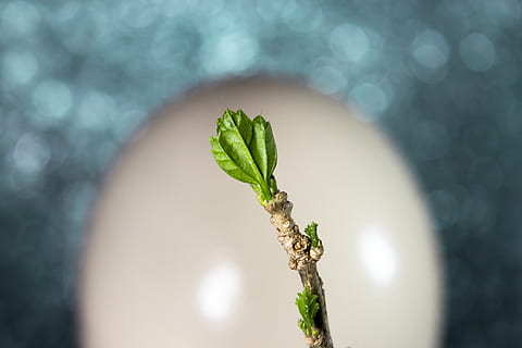 primavera, motor, naturalesa, branca, creixement, full, primer pla, brollar, ou, planta, color verd, centrar-se en primer pla, dia, cap gent, inicis, arbre, part de la planta, a l'aire lliure, enfocament selectiu, llum solar, frescor, nova vida, bellesa a la natura, un animal, fauna animal, 5K, CC0, domini públic, lliure de regalies