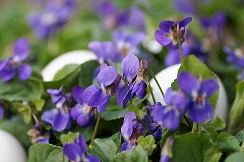 violets, eggs, white, easter, spring, vernal, holiday, the tradition of, habit, custom, merry, purple, flowering plant, flower, plant, beauty in nature, freshness, vulnerability, growth, fragility, close-up, petal, nature, inflorescence, flower head, selective focus, day, no people, plant part, outdoors, springtime, lilac, 5K, CC0, public domain, royalty free