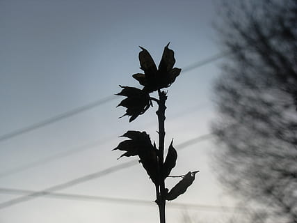 mørk, skygge, blomst, plante, vækst, natur, silhuet, ingen mennesker, skønhed i naturen, træ, himmel, lav vinkel visning, plante del, blad, tæt på, dag, sårbarhed, fokus på forgrunden, skrøbelighed, udendørs, plantestamme, ro, tørret, visnet plante, 2K, CC0, offentligt domæne, royaltyfrie