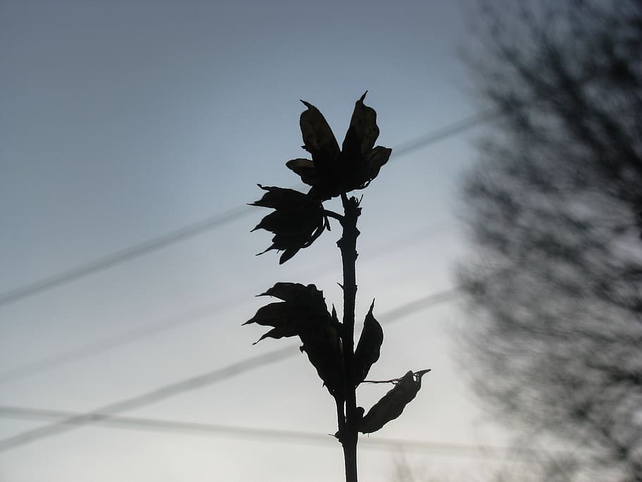 mørk, skygge, blomst, plante, vækst, natur, silhuet, ingen mennesker, skønhed i naturen, træ, himmel, lav vinkel visning, plante del, blad, tæt på, dag, sårbarhed, fokus på forgrunden, skrøbelighed, udendørs, plantestamme, ro, tørret, visnet plante, 2K