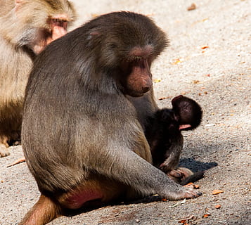 Affe, Primas, Affenmutter, Affe jung, Tier, Säugetier, Tierwelt, Natur, Kreatur, Zoo, hagenbeck zoo, Tiere in freier Wildbahn, Gruppe von Tieren, Sitzung, zwei tiere, Wirbeltier, keine Leute, Tag, Zusammengehörigkeit, Jungtier, Pavian, Tierfamilie, Entspannung, draußen, 2K, CC0, gemeinfrei, lizenzfrei