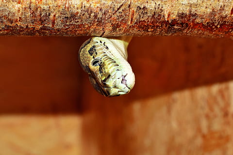 serpente, retrato, carpete python, escala, terrário, constritor, criatura, fechar-se, animal, python, beleza, cabeça, não tóxico, gracioso, padronizar, exótico, cabeça de cobra, nobre, retrato animal, forrageamento, Austrália, temas animais, animais selvagens, um animal, animais em estado selvagem, dia, ninguém, focar em primeiro plano, madeira - material, invertebrado, inseto, natureza, recurso de construção de parede, ao ar livre, sinal de aviso, foco seletivo, placa, luz solar, réptil, 5K, CC0, domínio público, royalty free