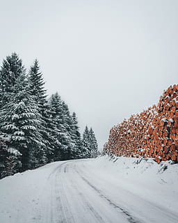 verde, Pinos, junto a, la carretera, frío, luz, tiempo de día, ambiente, hojas perennes, abetos, bosque, gusto, escarcha, escarchado, clima helado, congelado, hielo, glacial, paisaje, troncos, naturaleza, escena, escénico, temporada, cielo, nieve, nevadas, Nevado, arboles, clima, invierno, paisaje de invierno, temperatura fría, planta, árbol, transporte, belleza en la naturaleza, nadie, paisajes - naturaleza, el camino a seguir, escena tranquila, dirección, tranquilidad, día, tierra, Pino, al aire libre, perspectiva decreciente, árbol conífero, Montaña cubierta de nieve, nevando, 4K, CC0, dominio público, libre de derechos