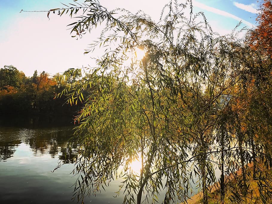 romania, bucarest, tei, arbre, planta, cel, aigua, bellesa a la natura, tranquil·litat, reflexió, creixement, llac, naturalesa, llum solar, escenics - natura, cap gent, escena tranquil·la, dia, sol, escena no urbana, raig de sol, a l'aire lliure, flare de la lent, 4K